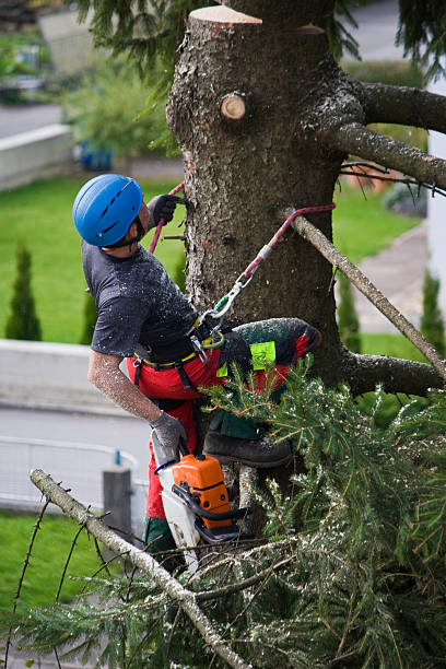 Best Lawn Maintenance Plans  in Plant City, FL